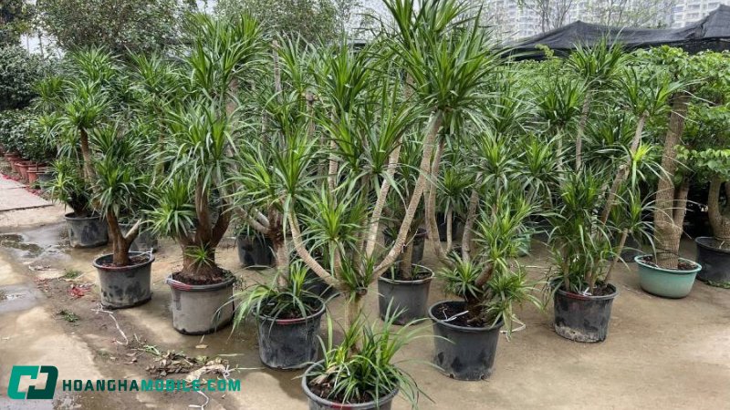 cay-phat-tai-2