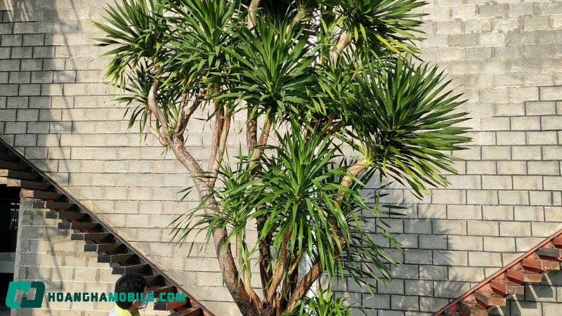 cay-phat-tai-3