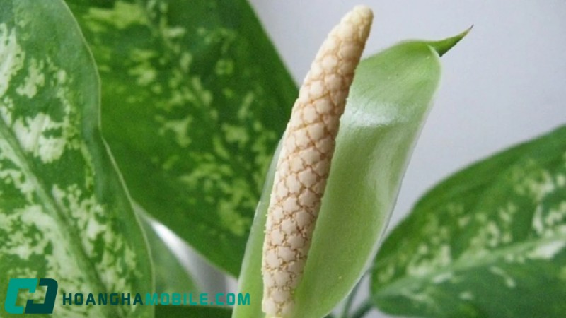 cay-van-nien-thanh-6