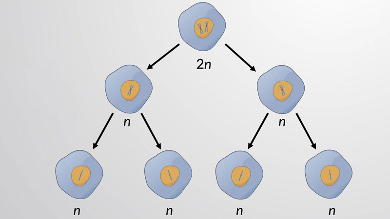 giam-phan-la-gi-2