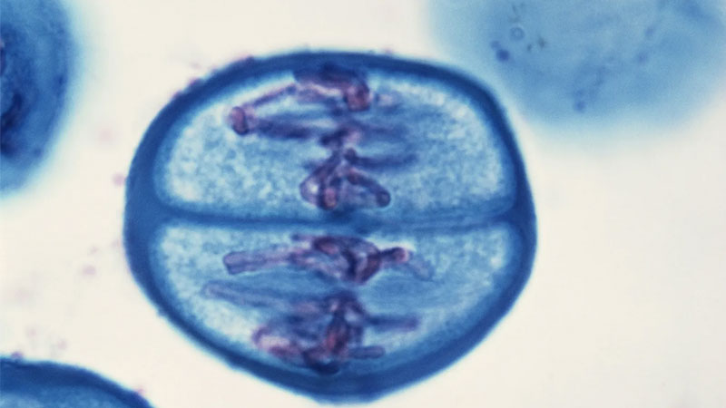 giam-phan-la-gi-3
