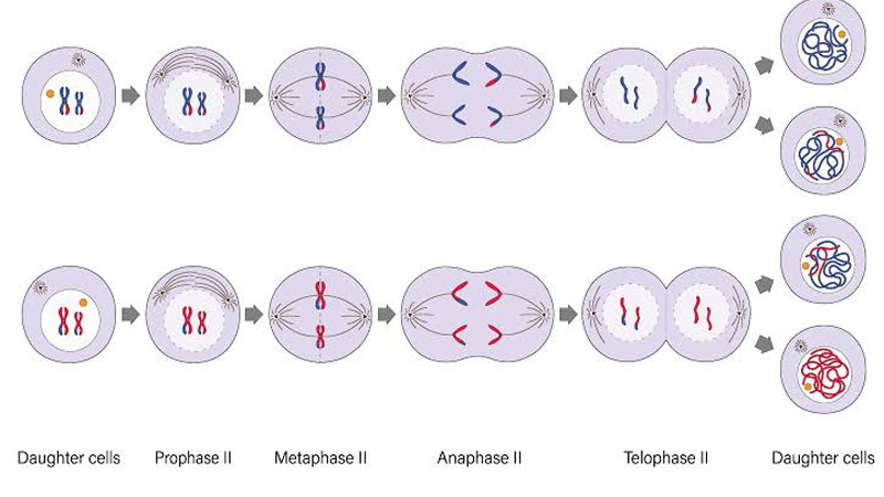 giam-phan-la-gi-4
