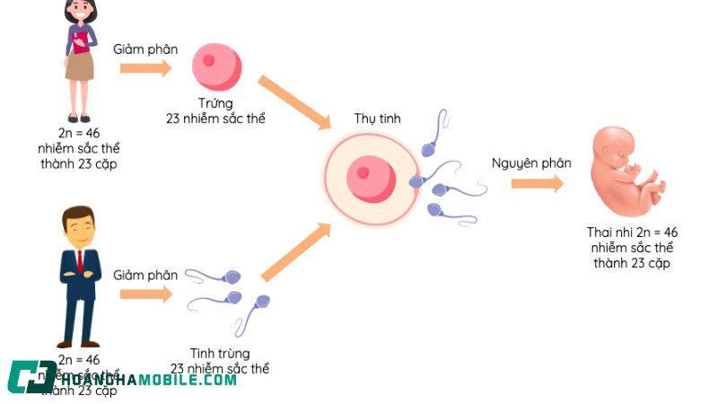 phan-bao-1