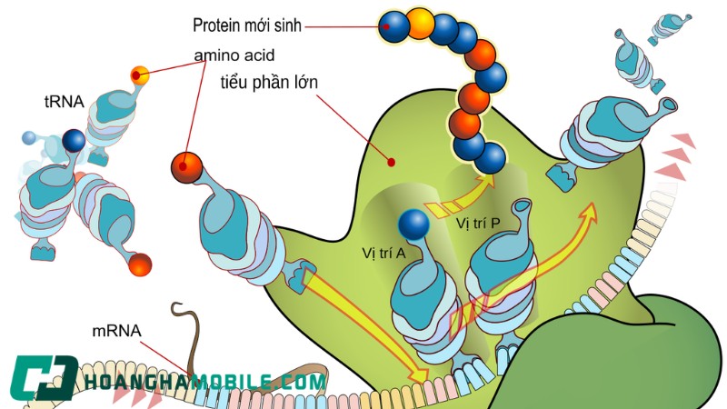 Protein-La-Gi-2