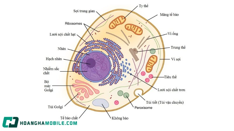 te-bao-nhan-thuc-1