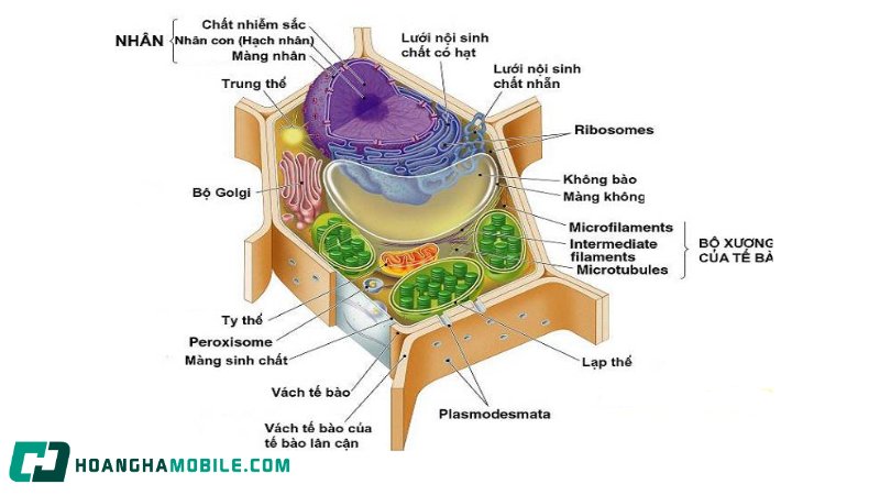 te-bao-nhan-thuc-2