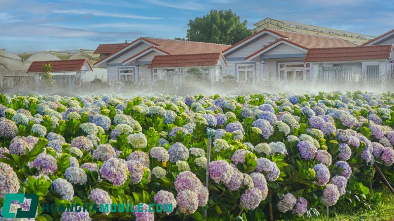 y-nghia-hoa-cam-tu-cau-1