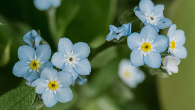 y-nghia-hoa-forget-me-not-1