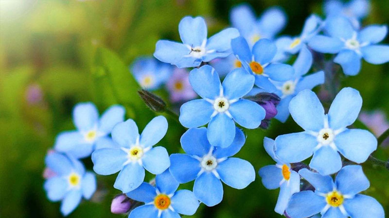 y-nghia-hoa-forget-me-not-2