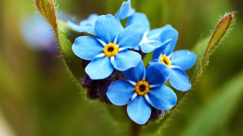 y-nghia-hoa-forget-me-not-3