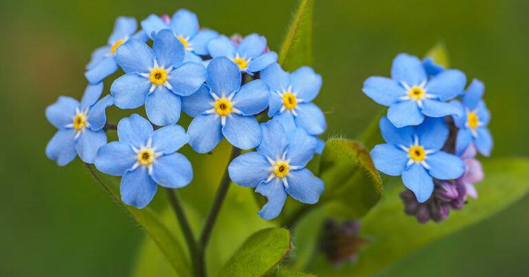 y-nghia-hoa-forget-me-not