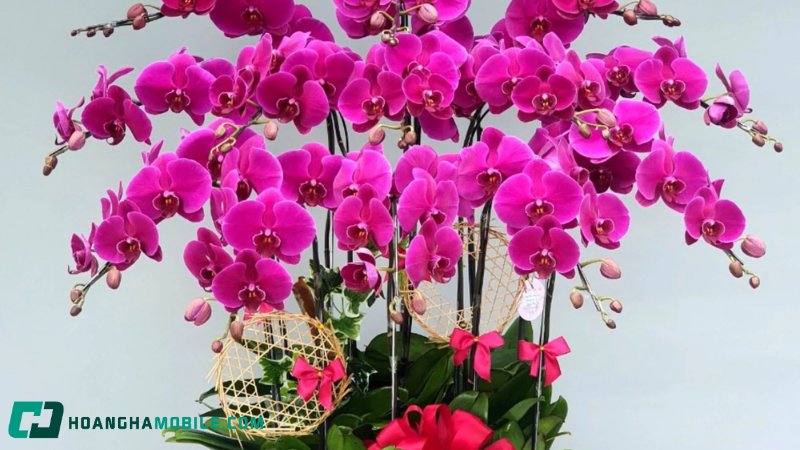 y-nghia-hoa-lan-ho-diep-2