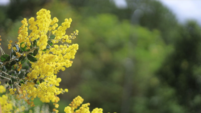 y-nghia-hoa-mimosa-1