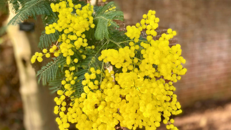 y-nghia-hoa-mimosa-2