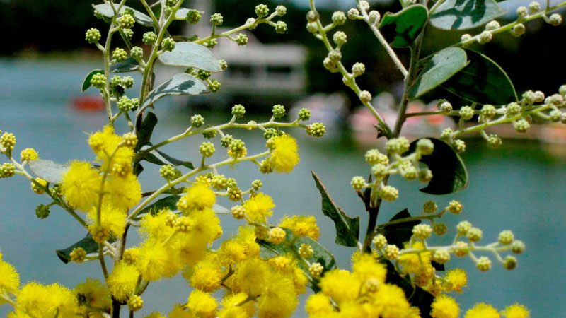 y-nghia-hoa-mimosa-3