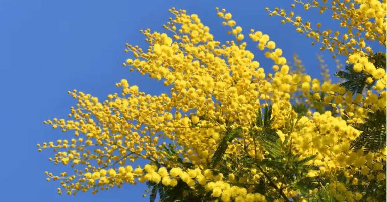 y-nghia-hoa-mimosa
