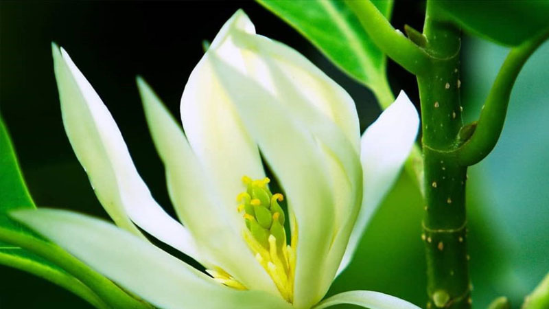 y-nghia-hoa-ngoc-lan-1