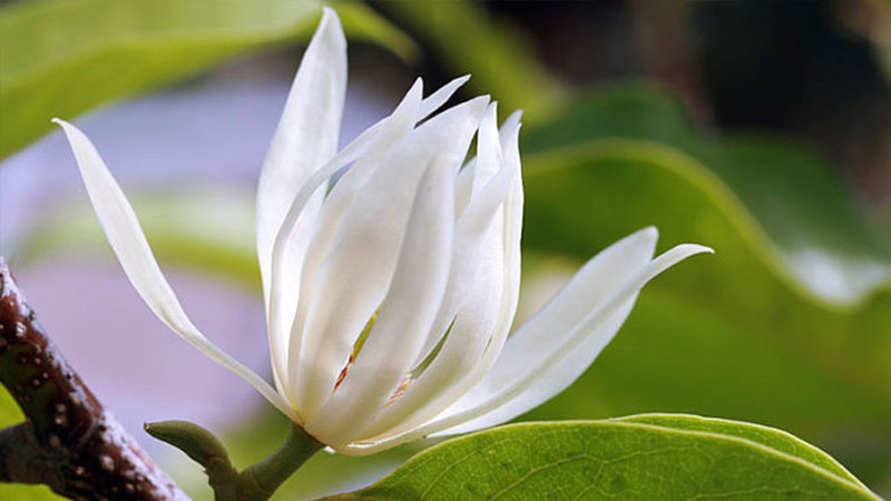 y-nghia-hoa-ngoc-lan-2