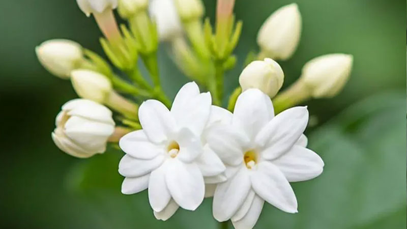 y-nghia-hoa-nhai-2