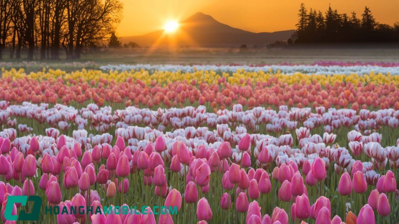 y-nghia-hoa-tulip-1