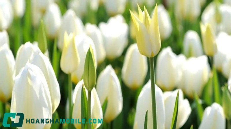 y-nghia-hoa-tulip-3