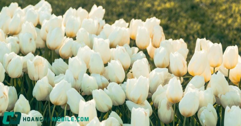 y-nghia-hoa-tulip