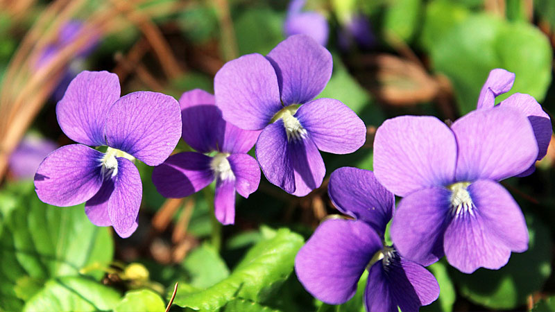 y-nghia-hoa-violet-1