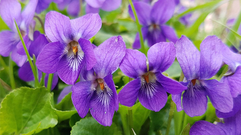 y-nghia-hoa-violet-2
