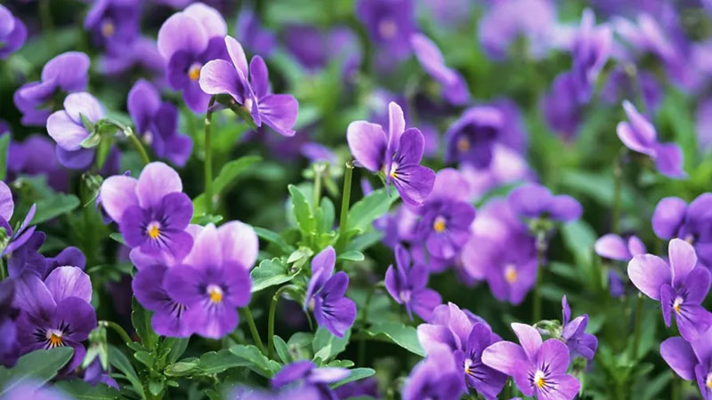 y-nghia-hoa-violet-3