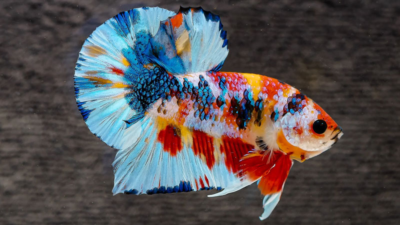 ca-betta-ca-xiem-1