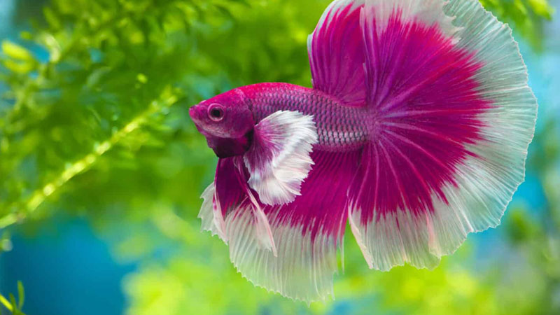 ca-betta-ca-xiem-2