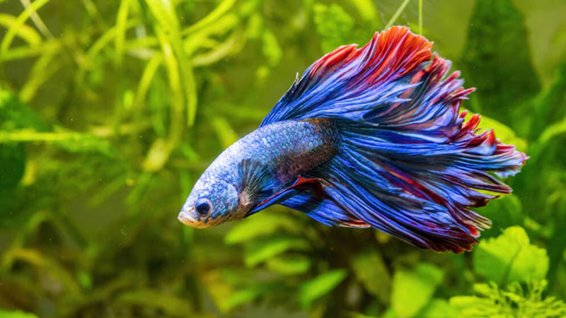ca-betta-ca-xiem-3