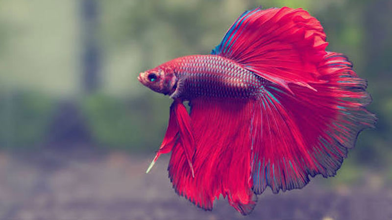 ca-betta-ca-xiem-4