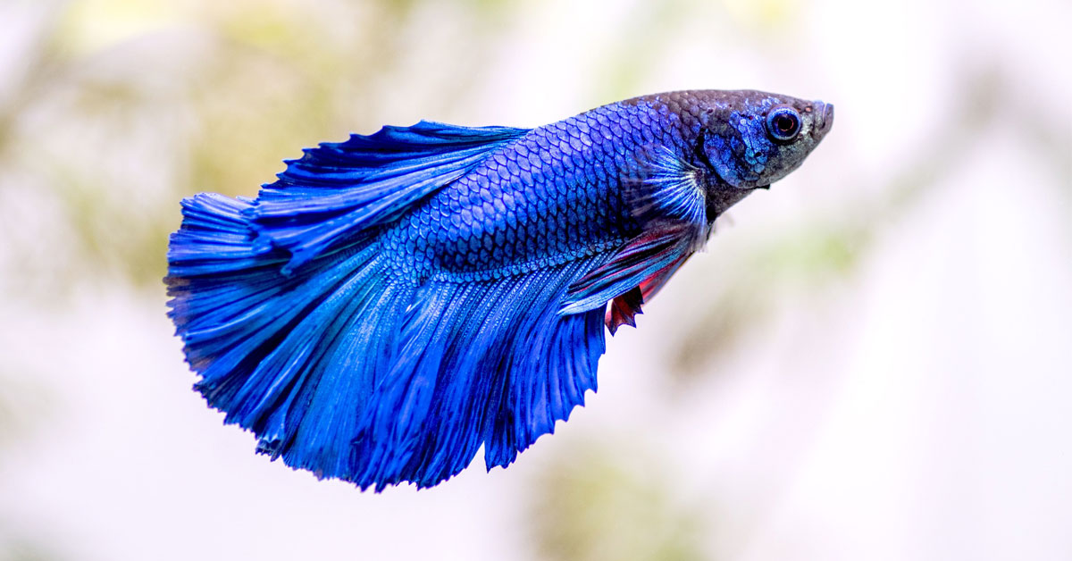 ca-betta-ca-xiem