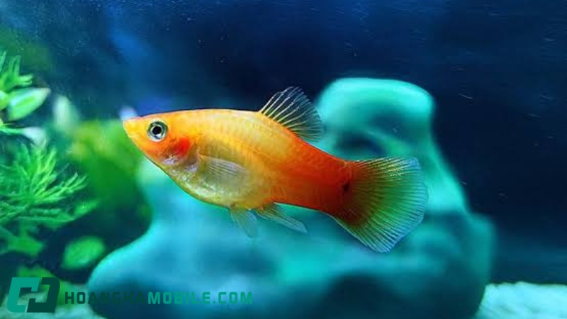 ca-mun-4