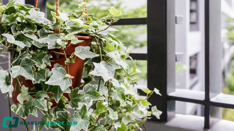 cay-thuong-xuan-1