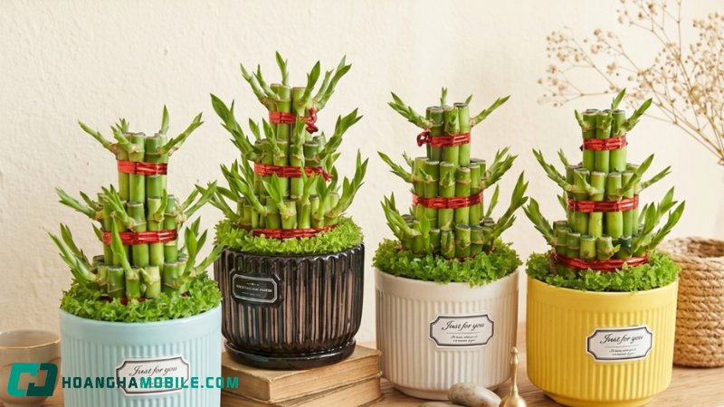 cay-truc-phu-quy-lucky-bamboo-1