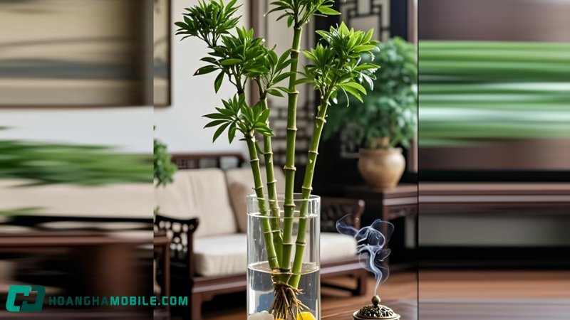 cay-truc-phu-quy-lucky-bamboo-2
