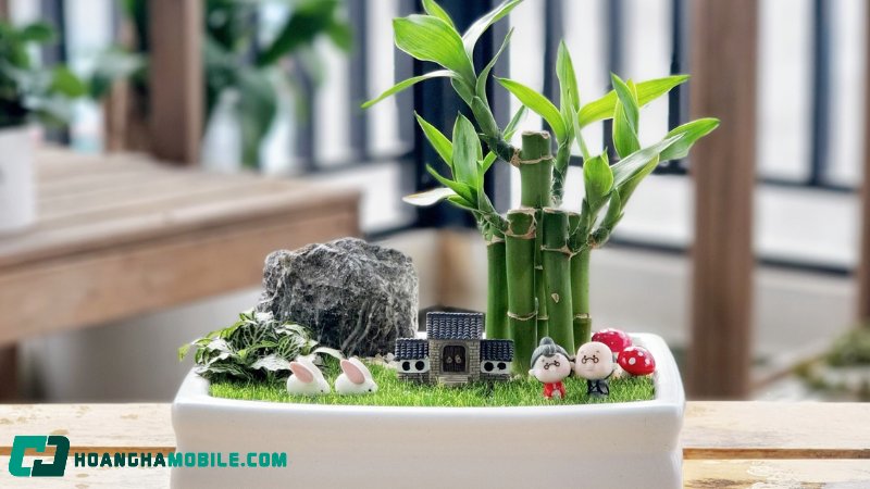 cay-truc-phu-quy-lucky-bamboo-3