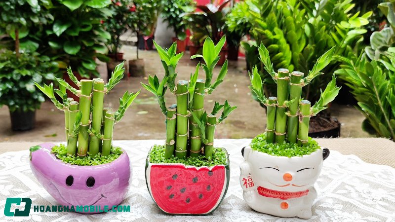cay-truc-phu-quy-lucky-bamboo-4
