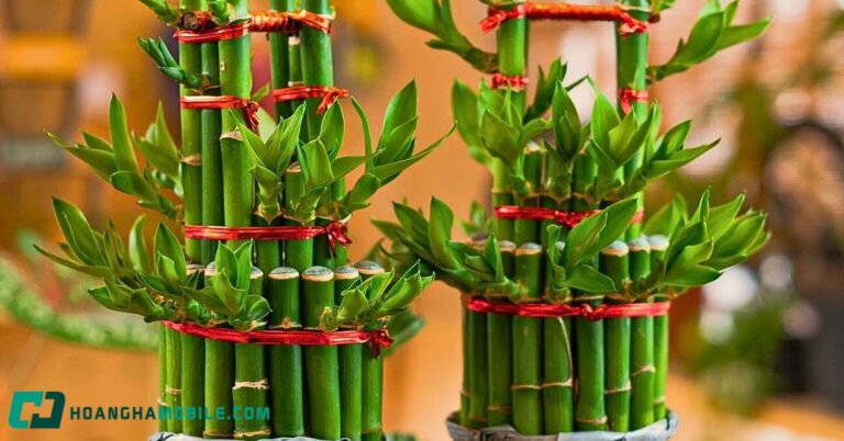 cay-truc-phu-quy-lucky-bamboo