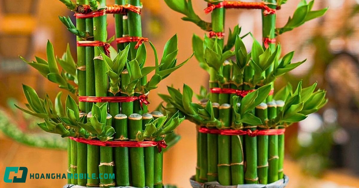 cay-truc-phu-quy-lucky-bamboo