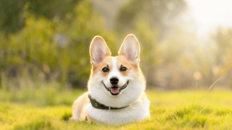 Chó Corgi là giống chó gì