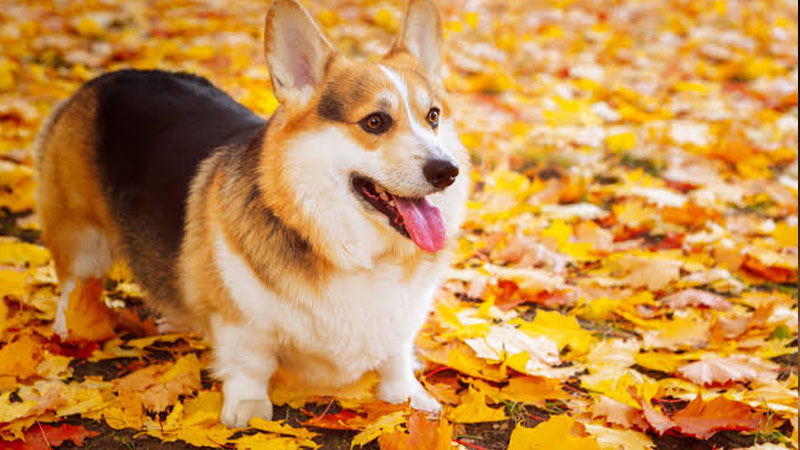 Đặc điểm và tính cách của chó Corgi