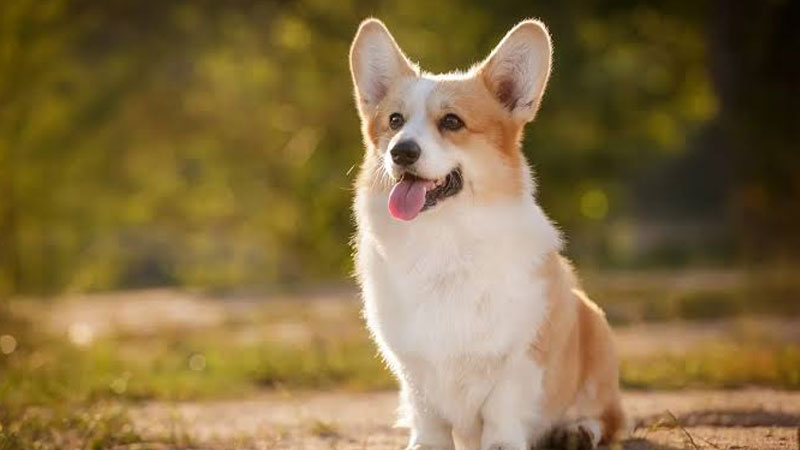 Cách chọn mua chó Corgi khỏe đẹp