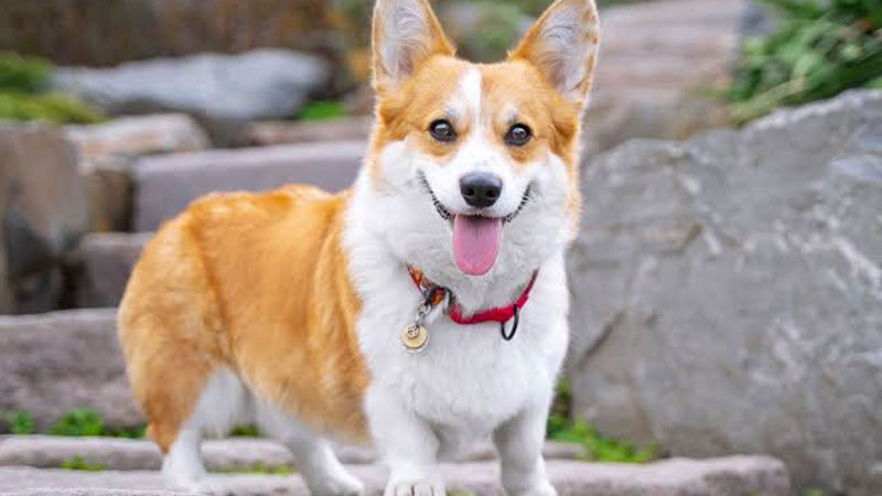 Giá chó Corgi tham khảo