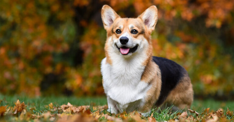 cho-corgi