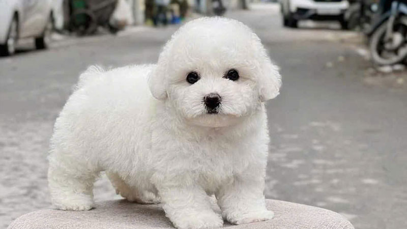 cho-poodle-1