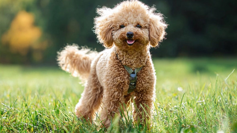 cho-poodle-2