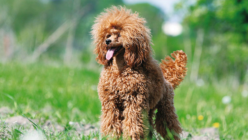 cho-poodle-3